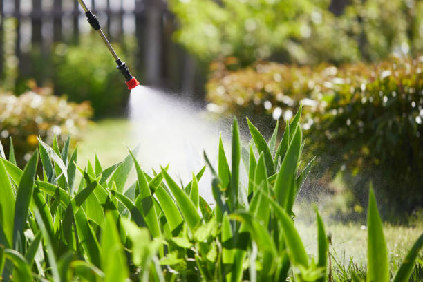 24/7 Emergency Termite Control experts in Visalia, CA