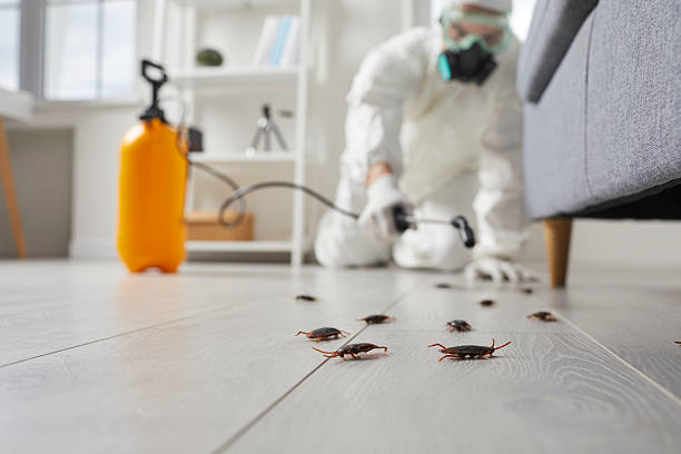 Affordable Termite Control solutions in Visalia, CA